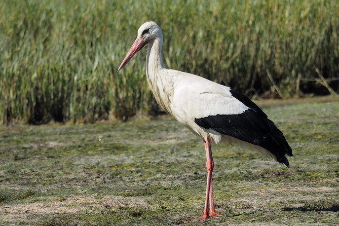 Eco Boat Tour in the Ria Formosa Lagoon from Faro - Who this tour fits best (and who should think twice)