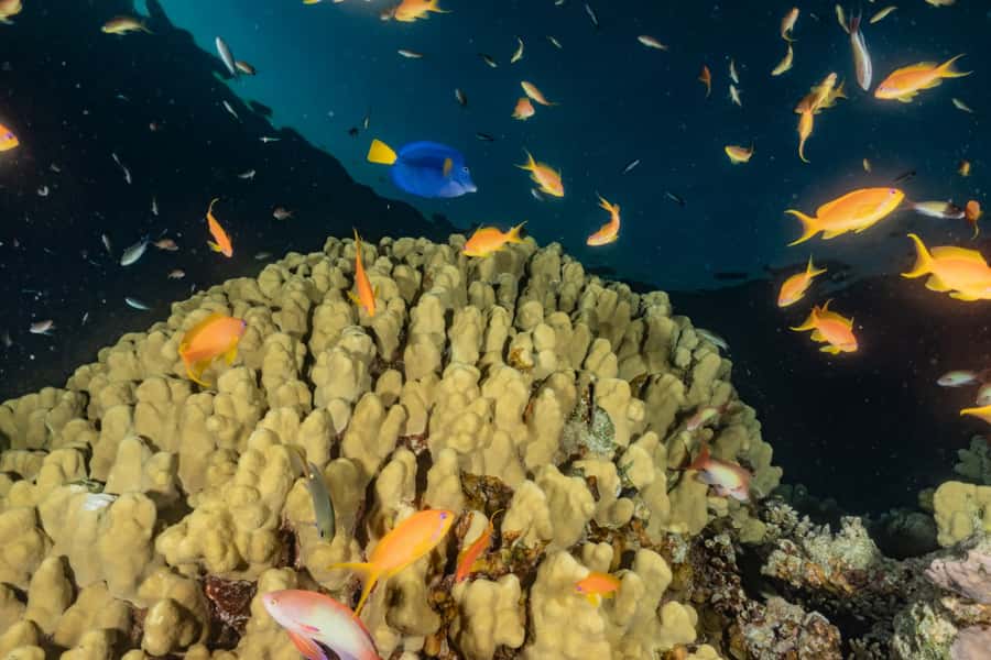 Eilat: 2-Hour Glass-Bottom Boat Tour - Comfort on Board: Shade, Sun Deck, and a Snack Bar