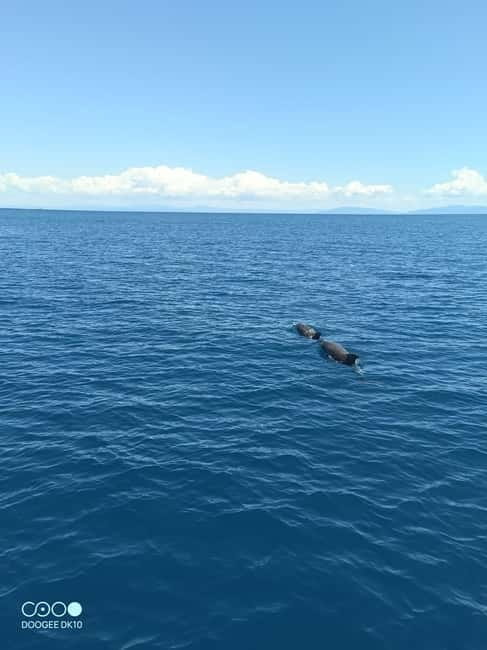 Elba Island: a boat trip to the Elviscot wreck - Cavoli Bay First: Monte Capanne Views and a Swim You’ll Remember