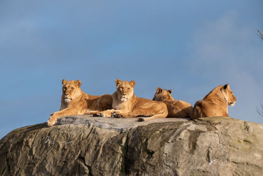 Emmen: Wildlands Adventure Zoo and Rimbula River Boat Ride - Key highlights at Wildlands Adventure Zoo, Emmen