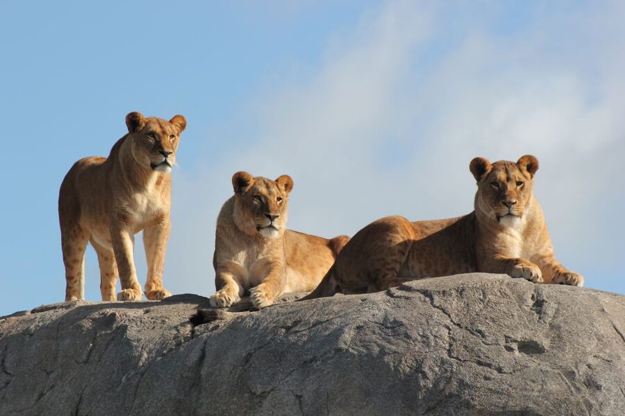 Emmen: Wildlands Adventure Zoo and Rimbula River Boat Ride - Price and value: what you get for about $32