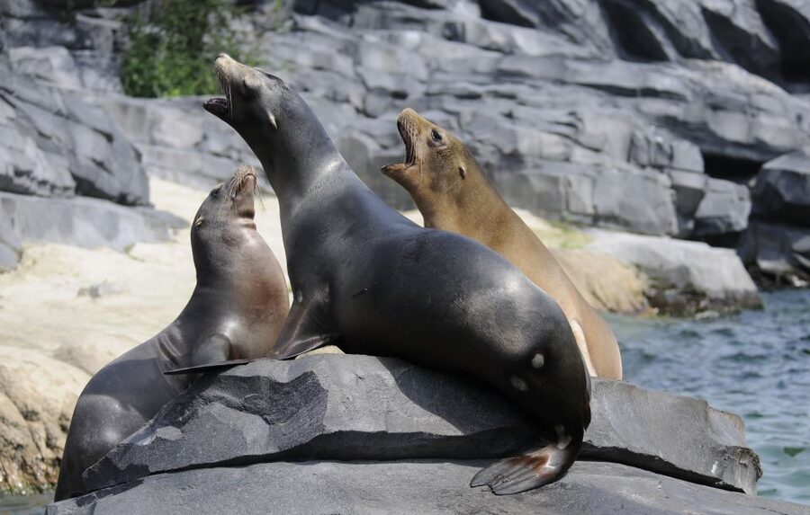 Emmen: Wildlands Adventure Zoo and Rimbula River Boat Ride - Wildlands in Emmen: three worlds with one smooth rhythm
