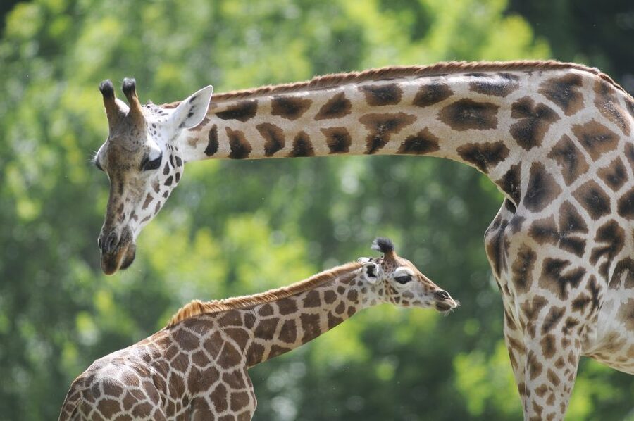 Emmen: Wildlands Adventure Zoo and Rimbula River Boat Ride - Daily caretaker presentations and animal-focused downtime