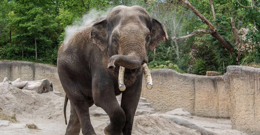 Emmen: Wildlands Adventure Zoo and Rimbula River Boat Ride - Where to eat inside Wildlands without wasting zoo time