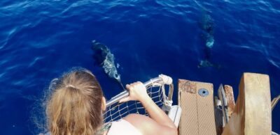 Estepona: Dolphin Search Boat Trip with Drink and Snacks - Price and what you’re really paying for at $44