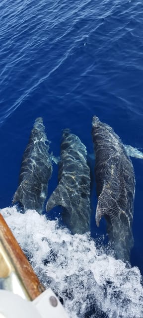 Estepona: Dolphin Search Boat Trip with Drink and Snacks - How the 2-hour itinerary actually plays out on the water