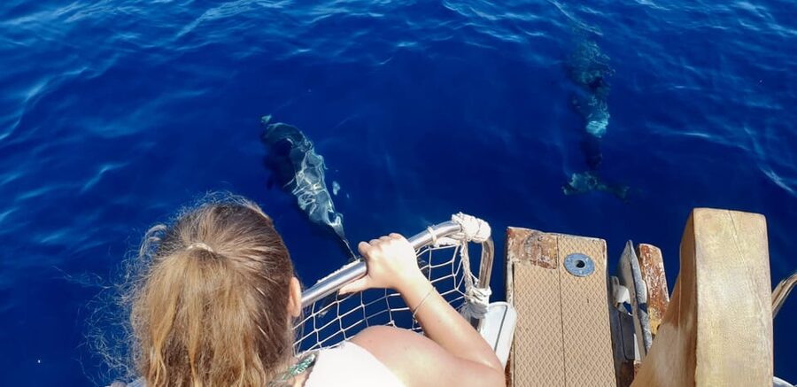 Estepona: Dolphin Search Boat Trip with Drink and Snacks - Price and what you’re really paying for at $44