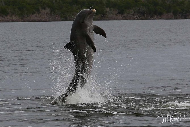 Everglades Birding, Dolphin and Wildlife Boat Tour (2 hours) - From Parkway Motel & Marina to the 10,000 Islands: what happens on the water