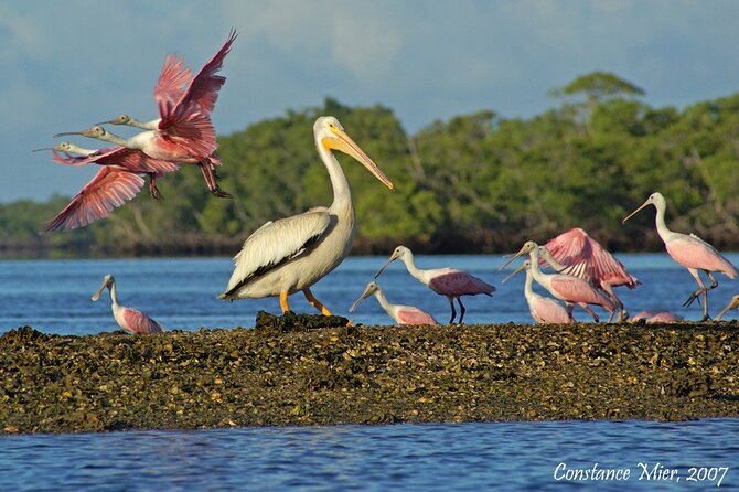 Everglades Birding, Dolphin and Wildlife Boat Tour (2 hours) - Your boat comfort checklist: seating, wind, and that short ladder