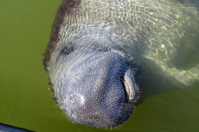 Everglades Birding, Dolphin and Wildlife Boat Tour (2 hours) - Best fit: who will love this, and who should consider other options