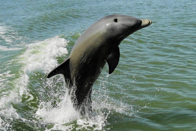 Everglades Birding, Dolphin and Wildlife Boat Tour (2 hours) - Quick practical tip before your departure