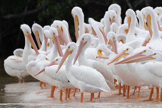 Everglades Birding, Dolphin and Wildlife Boat Tour (2 hours) - Wildlife you should plan to see (and what to do when sightings vary)
