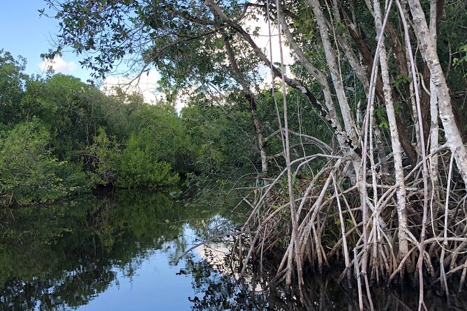 Everglades Mangrove Wilderness Boat Tour - The quiet power-boat ride (and why that matters)