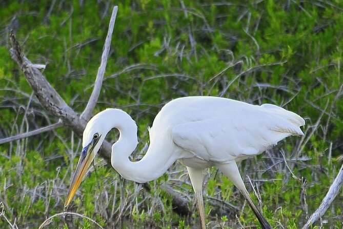 Everglades Mangrove Wilderness Boat Tour - Free observation tower access: a second viewpoint after the boat ride