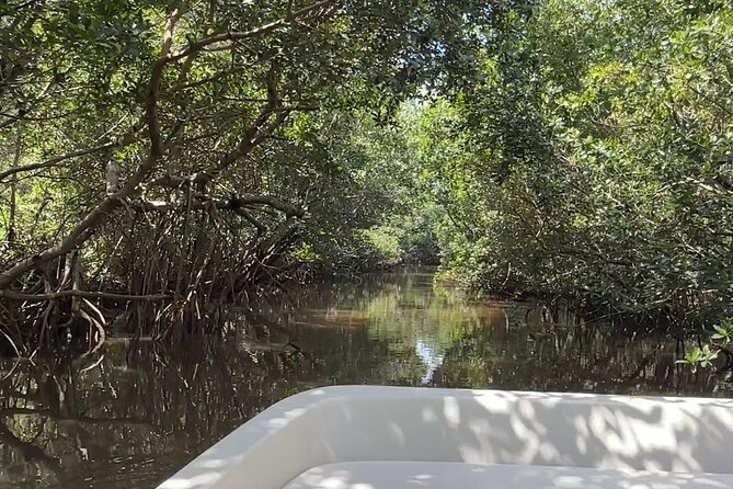 Everglades Mangrove Wilderness Boat Tour - Timing, weather, and booking smart