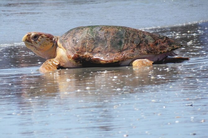 Everglades National Park Boat Tour - Why This Everglades Boat Tour Feels Worth Your Time