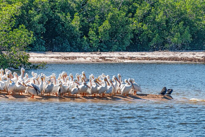 Everglades National Park Boat Tour - Stop 3: Everglades City Storytelling and the Why Behind the View