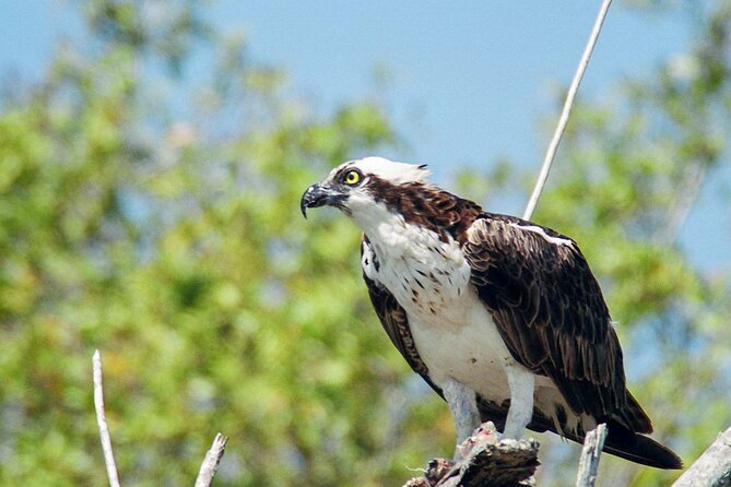 Everglades National Park Boat Tour - What You’ll See: Birds, Pelicans, Osprey, and Occasional Dolphins