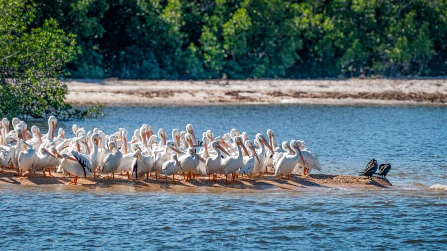 Everglades National Park: Pontoon Boat Tour & Boardwalk - Key Points Worth Knowing