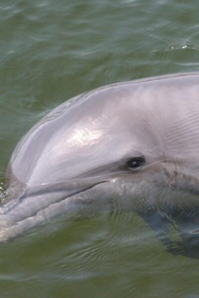Everglades National Park: Pontoon Boat Tour & Boardwalk - Ten Thousand Islands by Pontoon Boat: comfort meets expert spotting