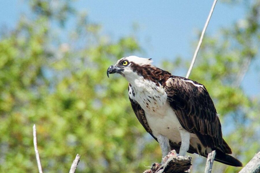 Everglades National Park: Pontoon Boat Tour & Boardwalk - Everglades City Boardwalk: a mangrove walk that balances the boat time