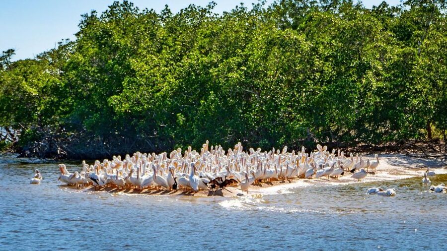 Everglades National Park: Pontoon Boat Tour & Boardwalk - How the guide experience shows up on the ground