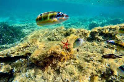 Exclusive tour max 9 people Tropea Coast of the Gods - Price and what you get for it on a 3-hour Tropea boat tour