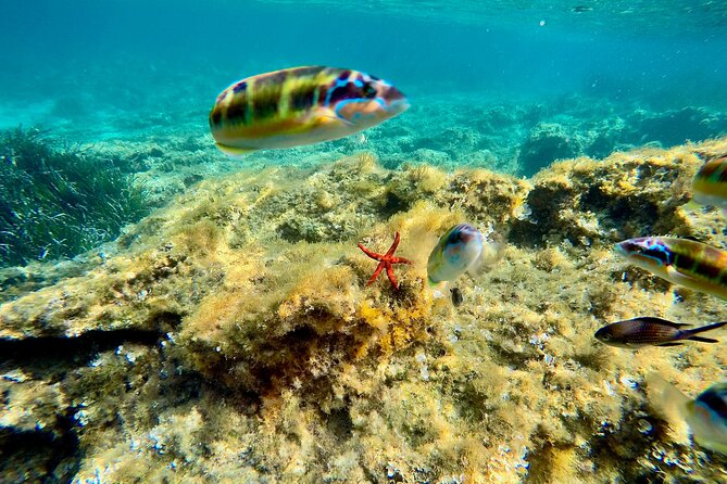 Exclusive tour max 9 people Tropea Coast of the Gods - Price and what you get for it on a 3-hour Tropea boat tour