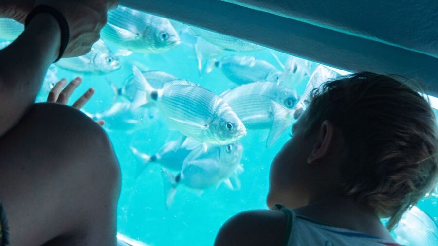 Explore the Medes Islands & Discover the Magic of Estartit! - Medes Islands marine natural park: underwater viewing windows, reality included