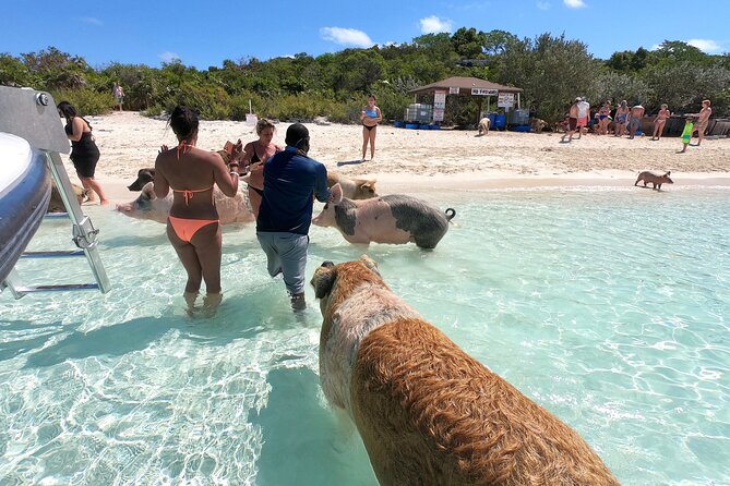 Exuma Full Day Swimming Pigs Group Boat Tour - Compass Cay Nurse Sharks: Swimming With Wild Fish, Not a Theme Park