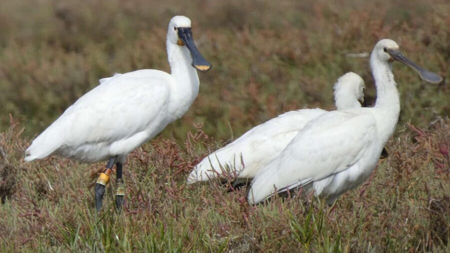 Faro: Ria Formosa Eco Birdwatching Boat Tour - Who this tour fits best (and who should skip it)