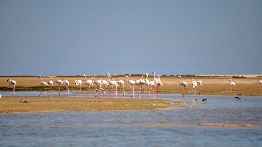 Faro: Ria Formosa Eco Birdwatching Boat Tour - Solar-powered silence: why the Ria Formosa tour is so easy on wildlife