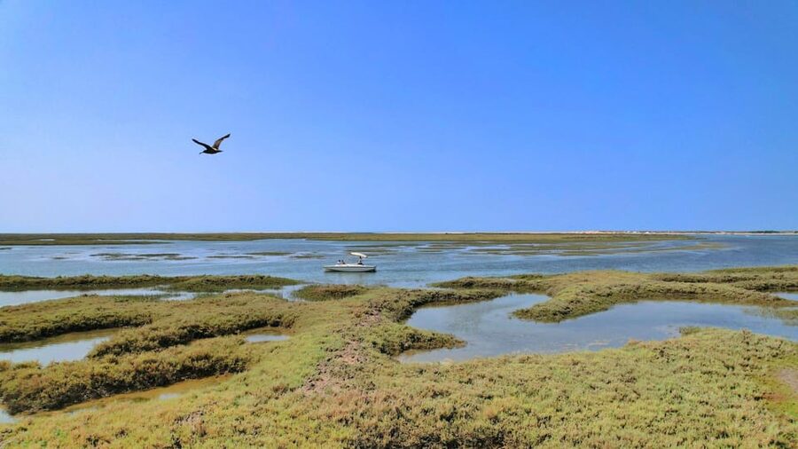 Faro: Ria Formosa Eco Birdwatching Boat Tour - How the guide makes it work (and why group size matters)