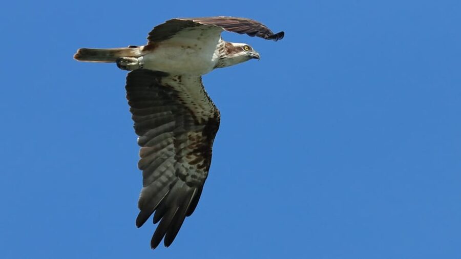 Faro: Ria Formosa Eco Birdwatching Boat Tour - Comfort on board: what to bring and what to expect
