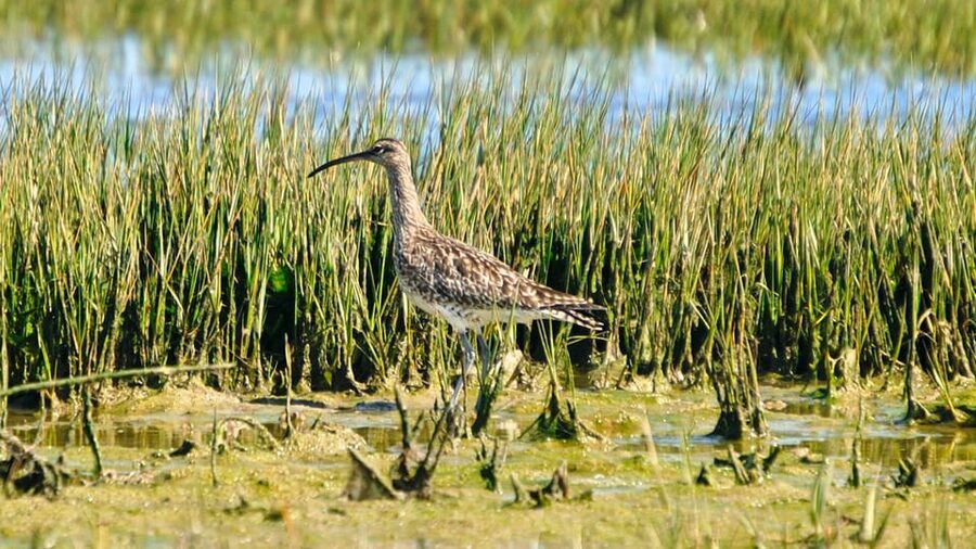 Faro: Ria Formosa Eco Birdwatching Boat Tour - Price and value: is $47 per person worth it?