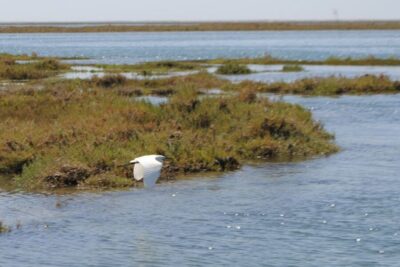 Faro: Ria Formosa Lagoon Small Boat Tour with Local Guide - The Pontoon Boat and Local Guide Experience