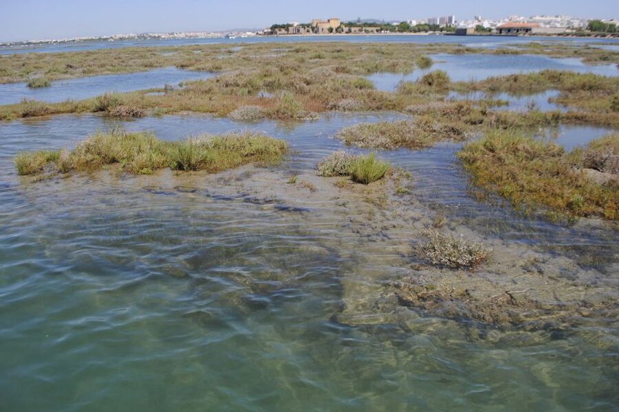 Faro: Ria Formosa Lagoon Small Boat Tour with Local Guide - Price and Value: What $29 Buys You in Faro