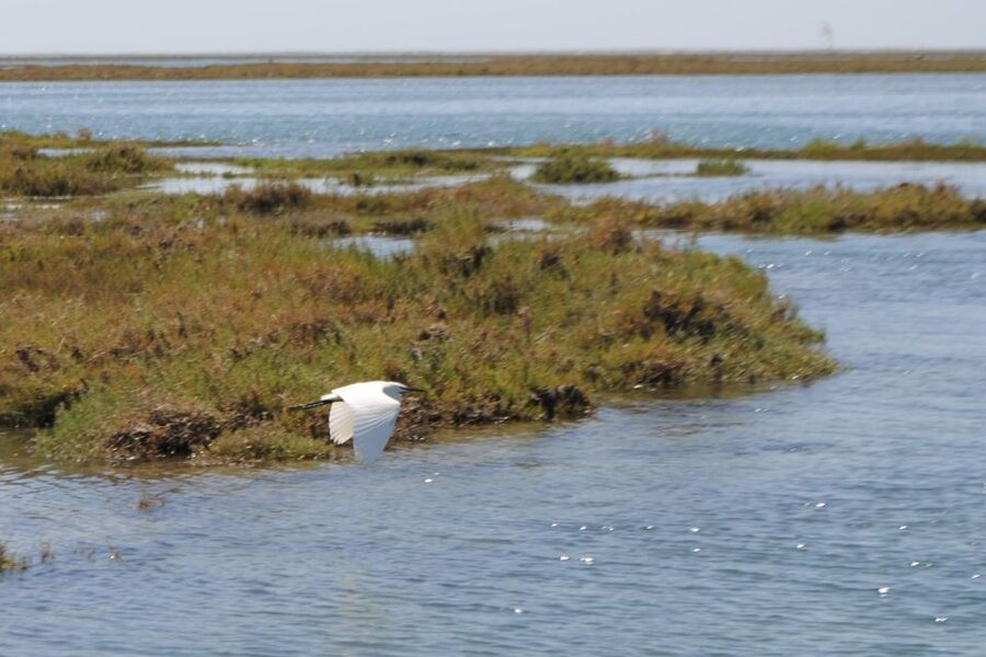 Faro: Ria Formosa Lagoon Small Boat Tour with Local Guide - The Pontoon Boat and Local Guide Experience