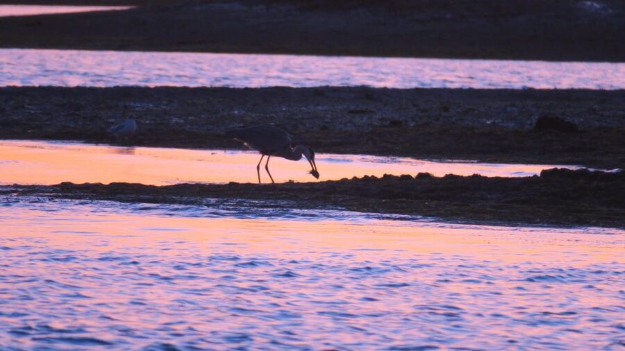 Faro: Ria Formosa Sunset Nature Boat Tour - From Faro pier to the lagoon: what the start feels like