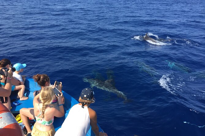 Fishing, Snorkelling & Dolphin Boat Tour - Price and value: is $78.44 worth it?