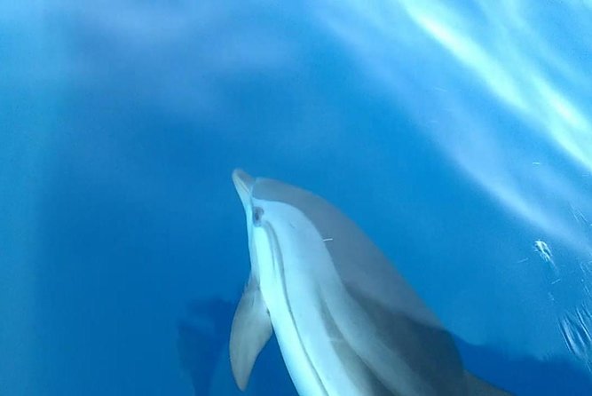 Fishing, Snorkelling & Dolphin Boat Tour - Best for families, first-timers, and people who hate long tours