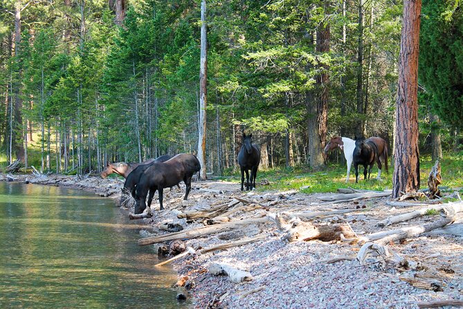 Flathead Lake Private Sunset Wild Horse Island Boat Tour - Key things to know before you go