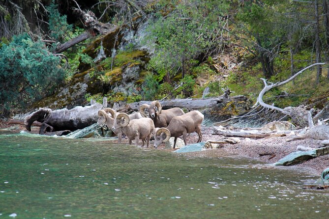 Flathead Lake Private Sunset Wild Horse Island Boat Tour - What You’re Paying for: $895 Per Group (and How to Think About Value)