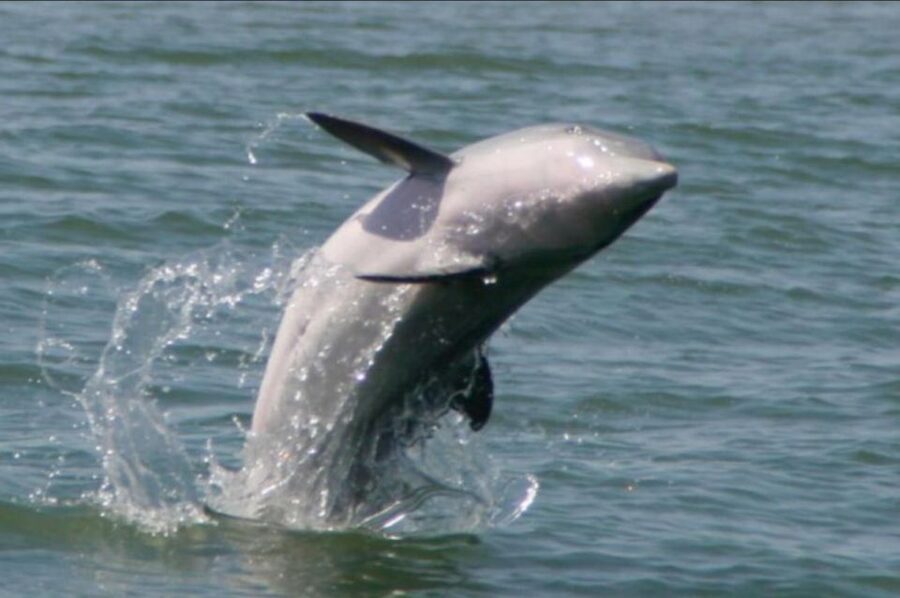 Folly Beach: Sunset Dolphin Boat Tour to Morris Island - Quick hits to know before you go