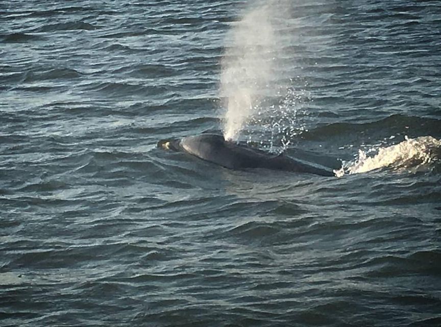 Folly Beach: Sunset Dolphin Boat Tour to Morris Island - Dolphin sightings over Folly River creeks: the real magic