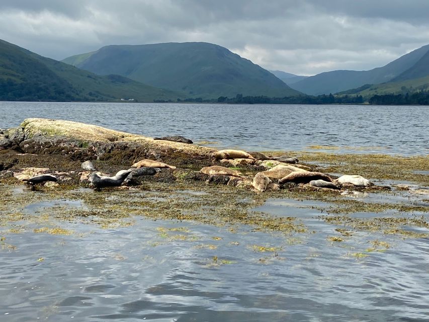 Fort William: Seal Island Boat Tour - Wildlife odds beyond seals: porpoises, otters, eagles, and more
