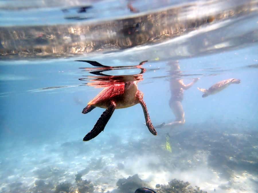 From Al-Seeb: Dimaniyat Islands Boat Trip with Snorkeling - Key points worth knowing before you go