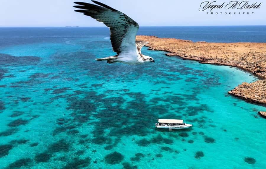 From Al-Seeb: Dimaniyat Islands Boat Trip with Snorkeling - Meeting at Al Seeb Marina: start fast, get in the right mood
