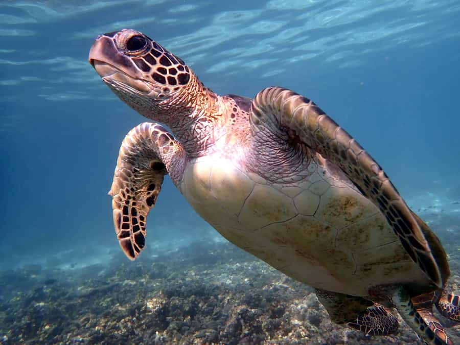 From Al-Seeb: Dimaniyat Islands Boat Trip with Snorkeling - Turtle City stop: the guaranteed sea turtle moment
