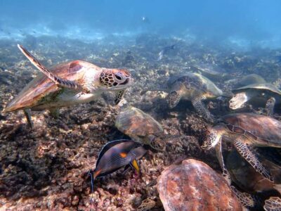 From Al-Seeb: Dimaniyat Islands Boat Trip with Snorkeling - The Ad Dimaniyat Islands Nature Reserve: why this route is the point